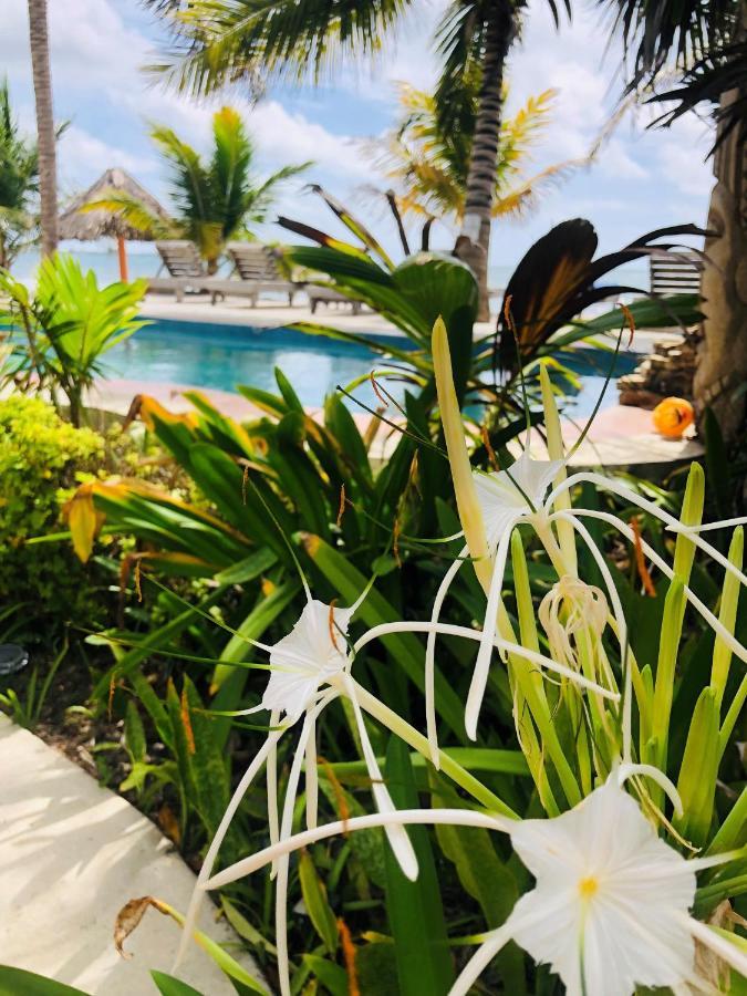 Coral Cove Inn Maya Beach Dış mekan fotoğraf