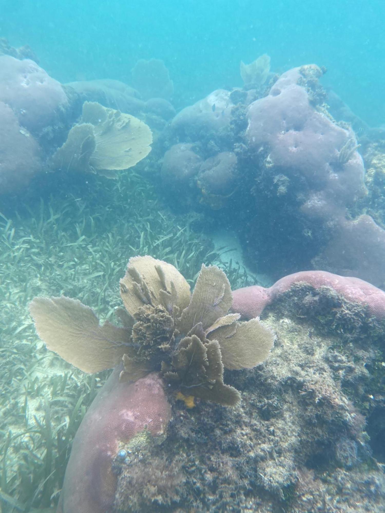 Coral Cove Inn Maya Beach Dış mekan fotoğraf
